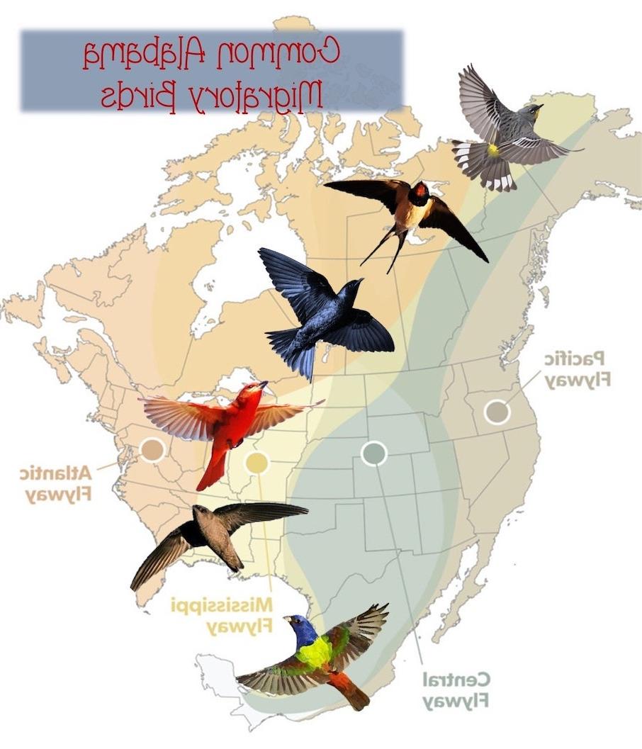 Common Alabama Migratory Birds
